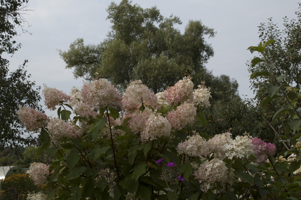 Phantom Круглова).jpg