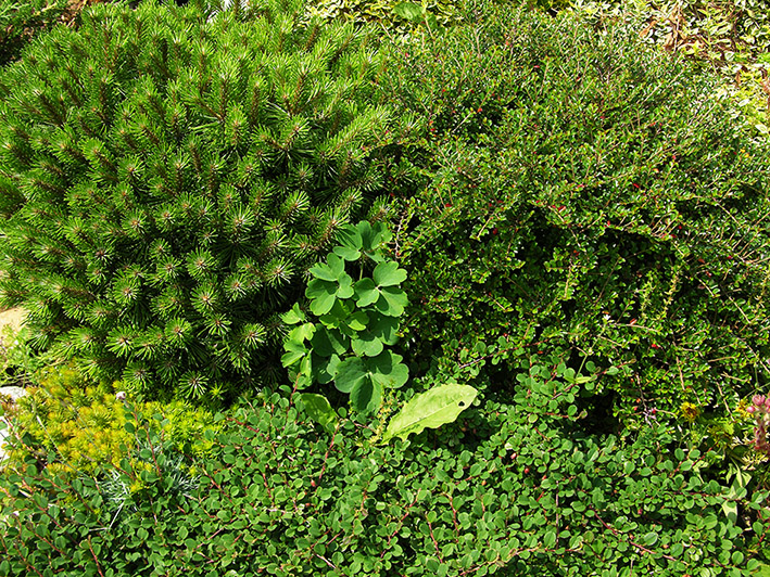 2 Через несколько лет так стало на месте сухого ручья.JPG