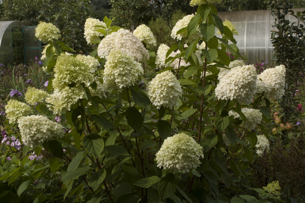 Limelight Круглова).jpg