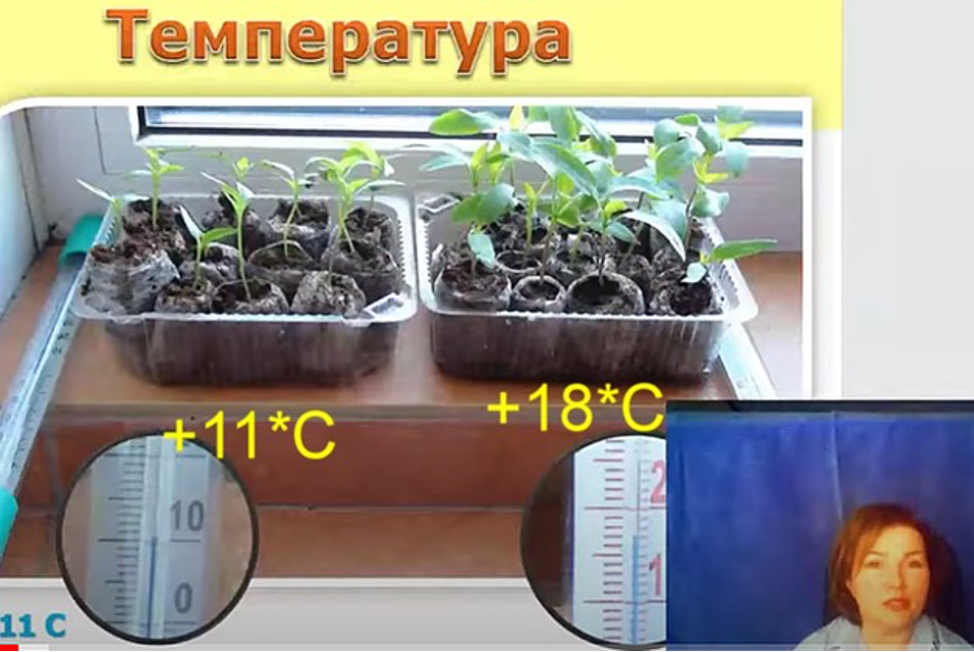 Курдюмов иллюстрация к статье.jpg