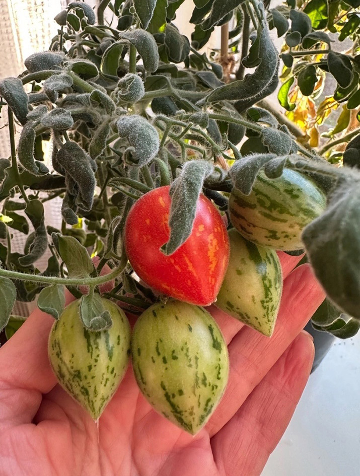 1 Ивлева Маленькое чудо на ладошке.jpg