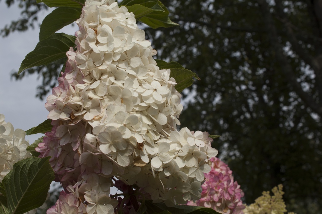 Vanilla Fraise Круглова).jpg