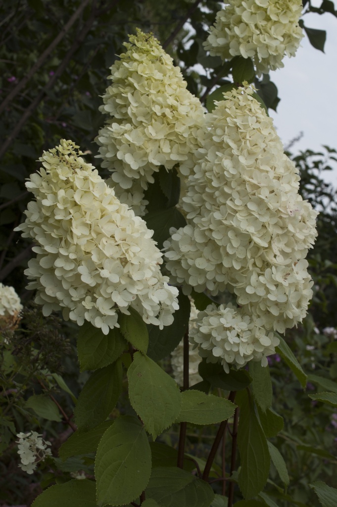 Magical Candle Круглова).jpg